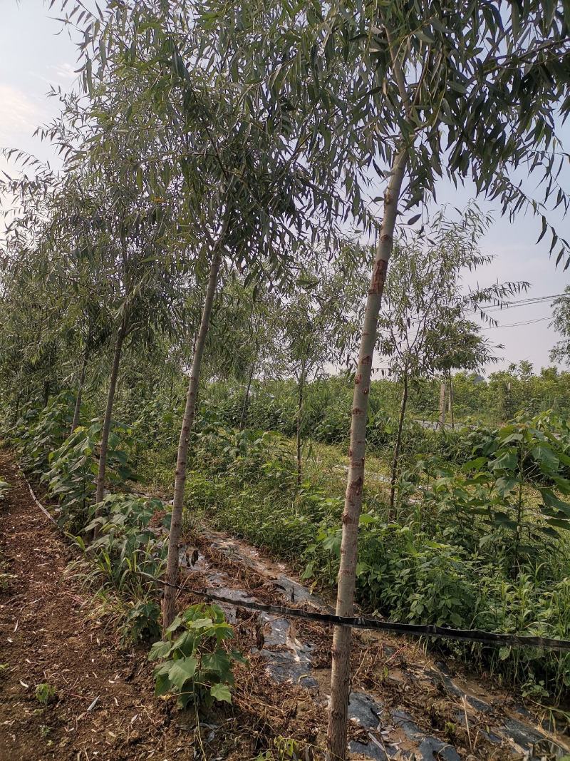 乔灌木主营：楸树，梓树。各种绿化工程苗