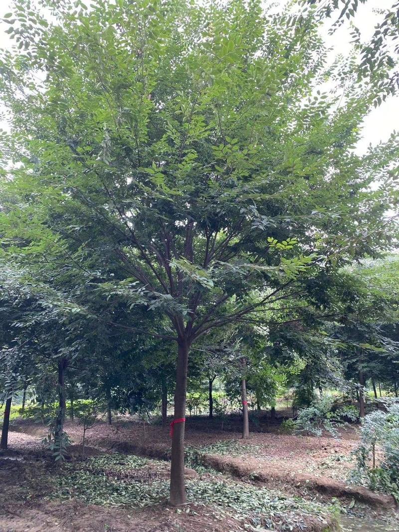 红榉树血榉树苗小叶榉树大树苗15到30公分园林工程绿化