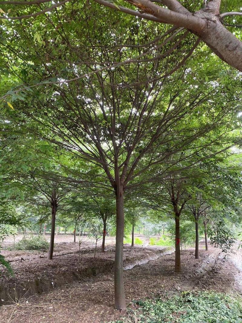 红榉树血榉树苗小叶榉树大树苗15到30公分园林工程绿化