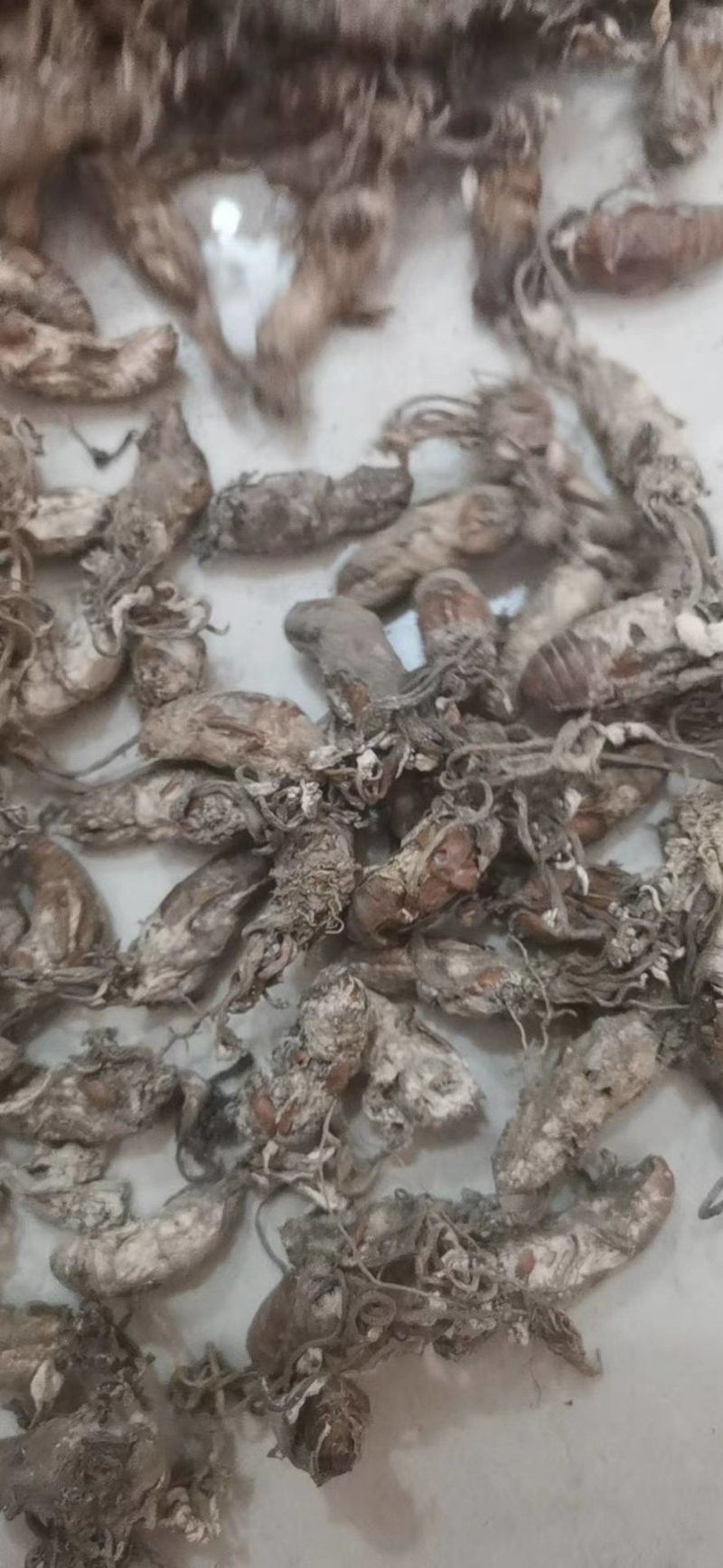 金蝉花金蝉产地直销量大从优一手货源