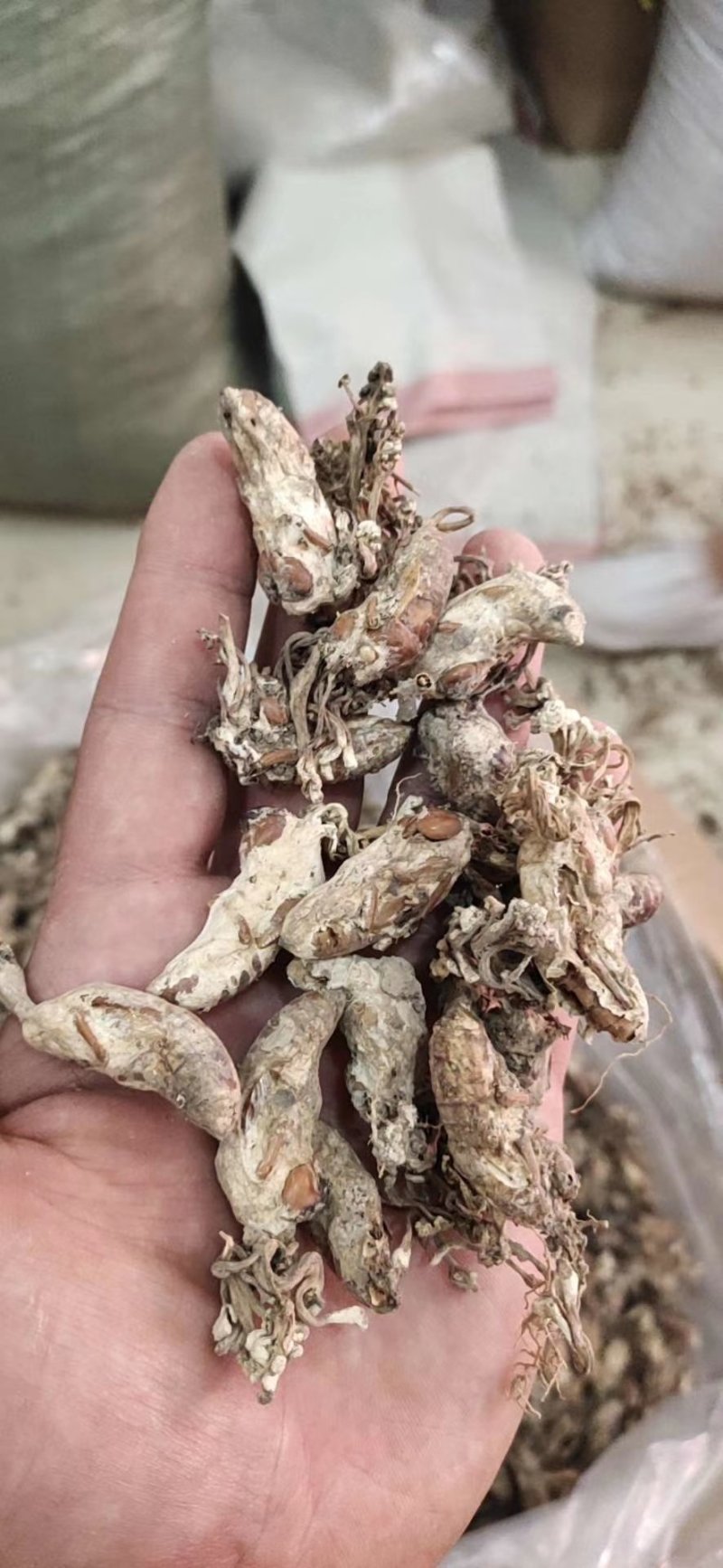 金蝉花金蝉产地直销量大从优一手货源