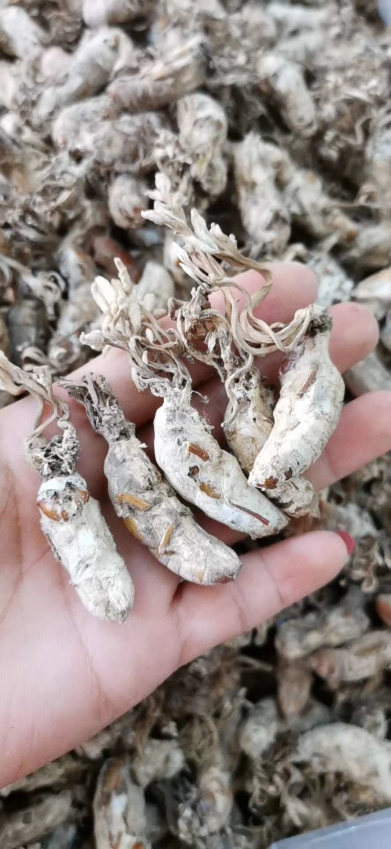 金蝉花金蝉产地直销量大从优一手货源