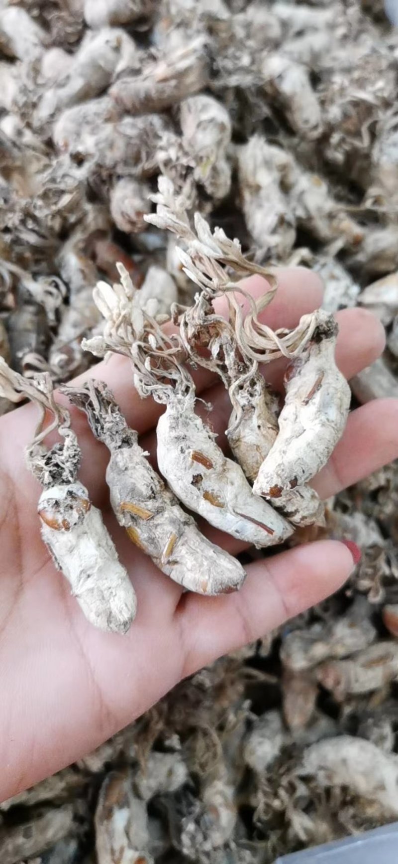 金蝉花金蝉产地直销量大从优一手货源