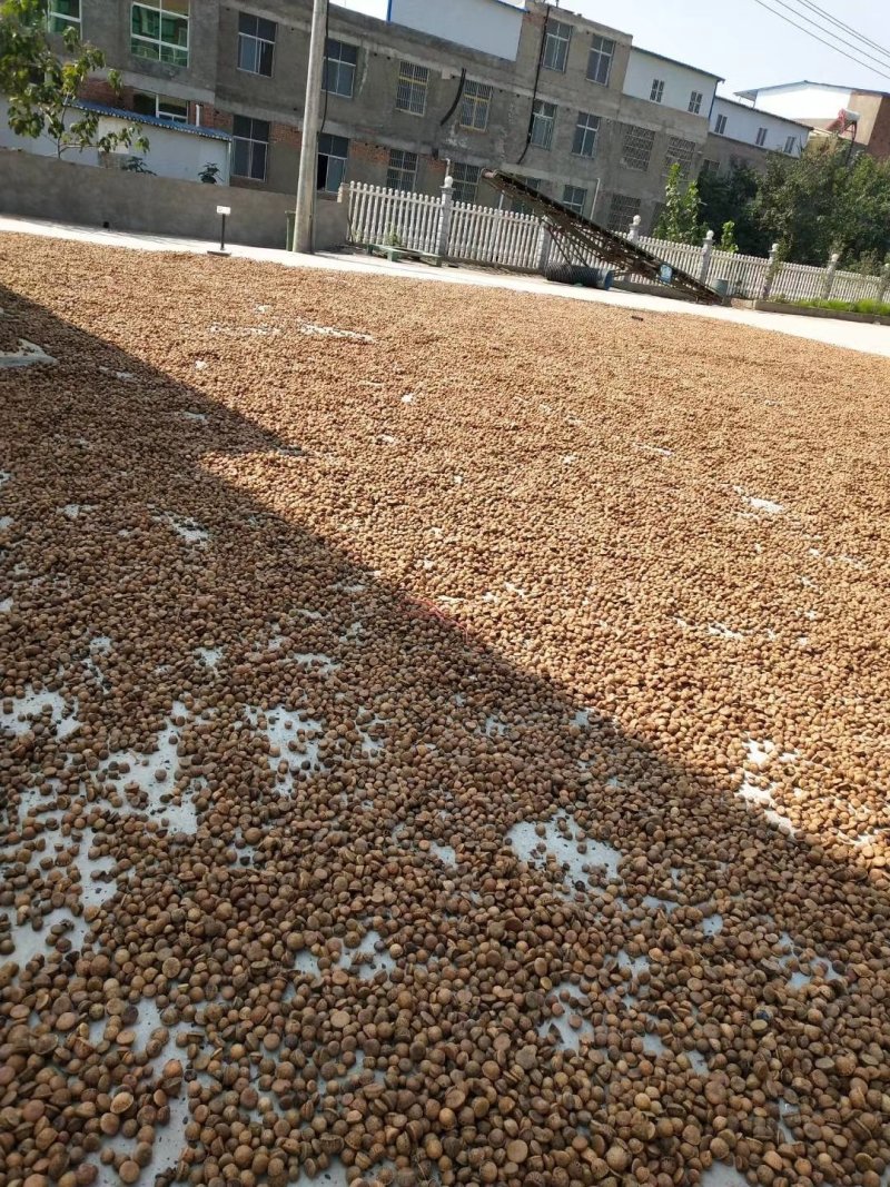 风流果进口风流果产地直销量大从优一手货源