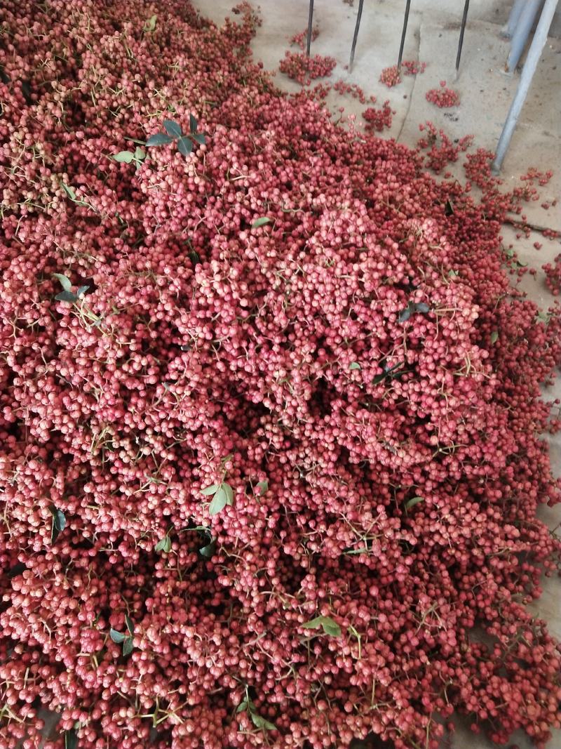 产地鲜花椒以质论价一手货源自家配有冷库客户自己收代收都可