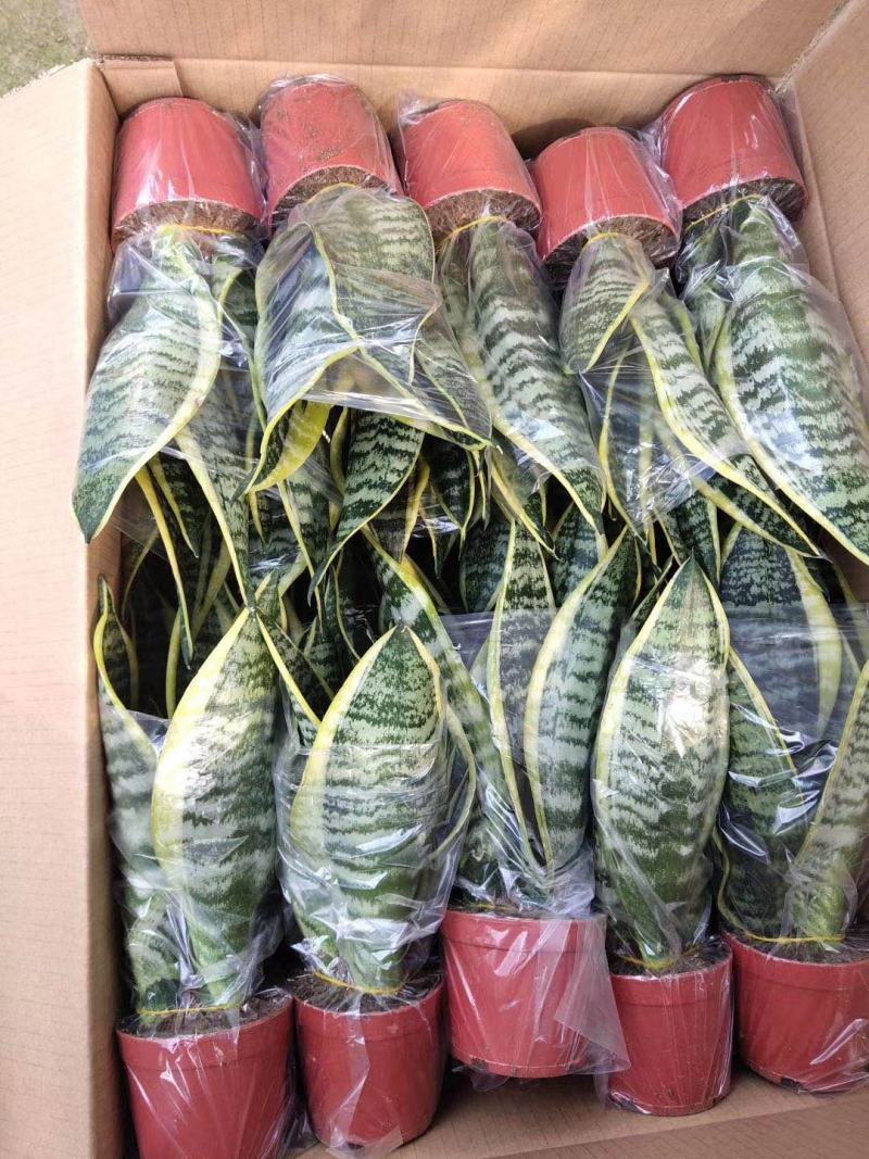 虎皮兰矮脚品种3棵组合各种规格齐全基地批发价