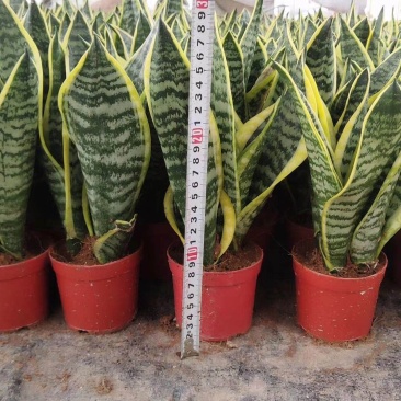 虎皮兰矮脚品种3棵组合各种规格齐全基地批发价