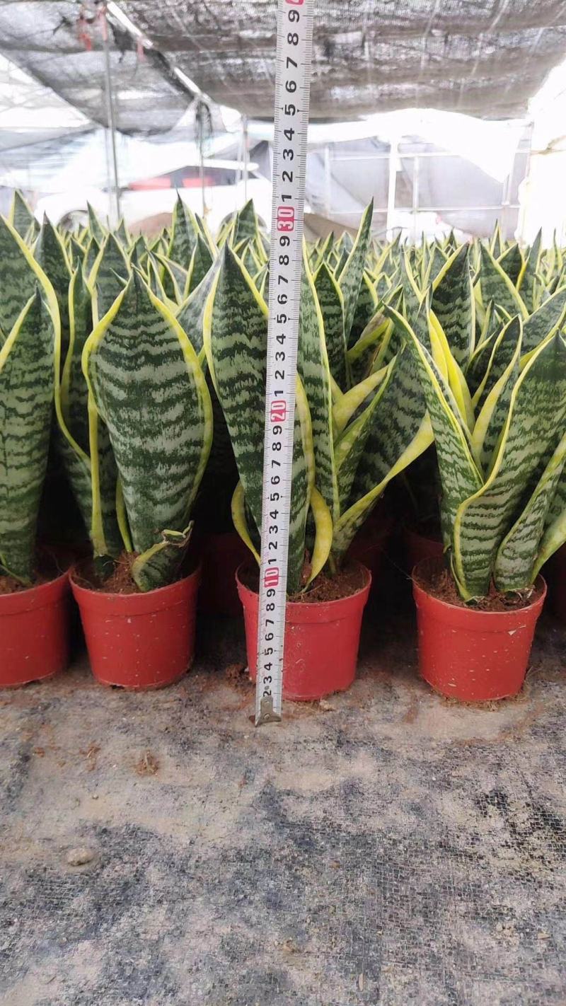 虎皮兰矮脚品种3棵组合各种规格齐全基地批发价