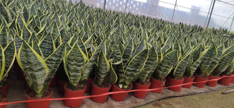虎皮兰矮脚品种3棵组合各种规格齐全基地批发价