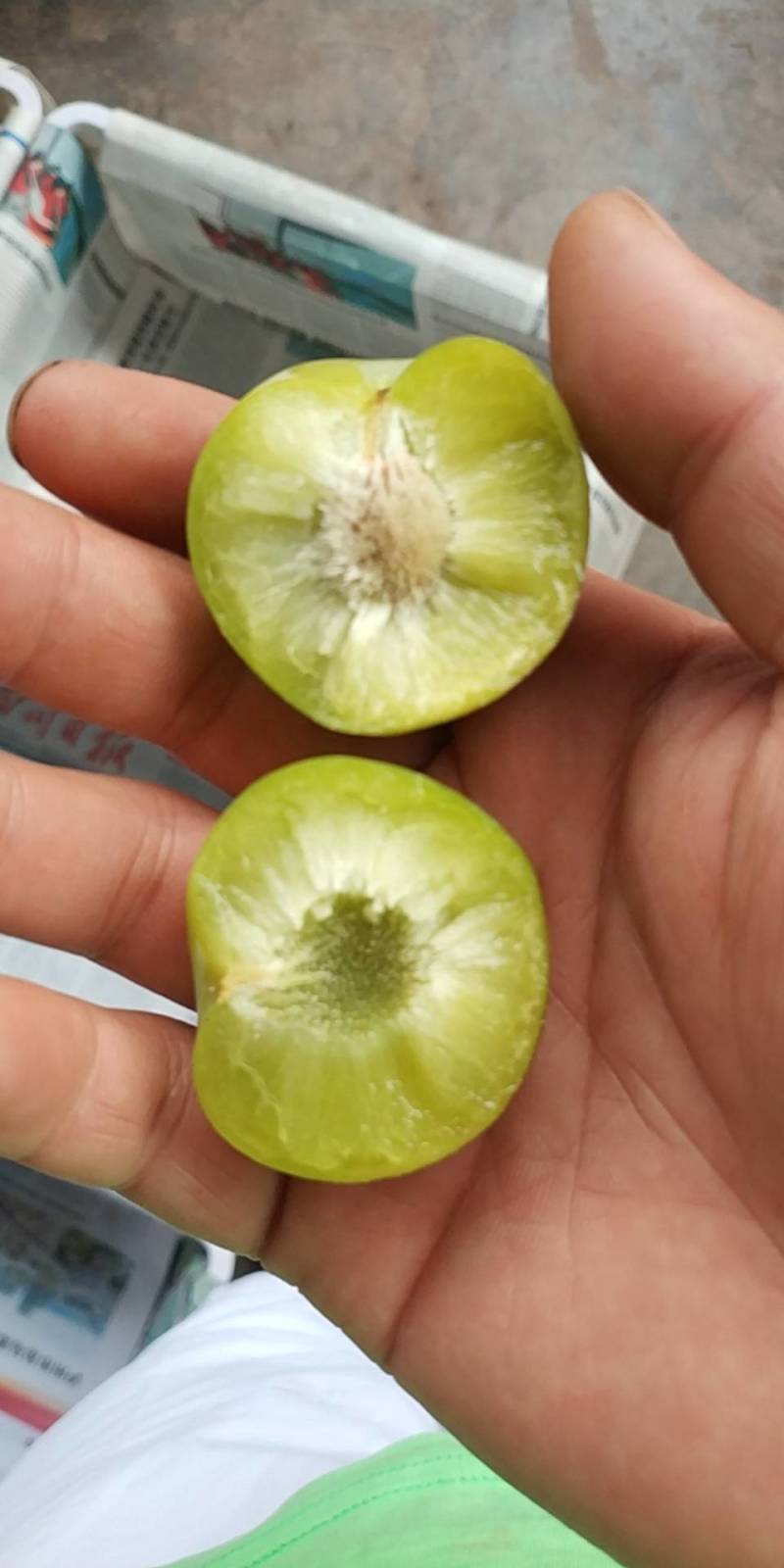 茂县阴红李大量上市了价格合理