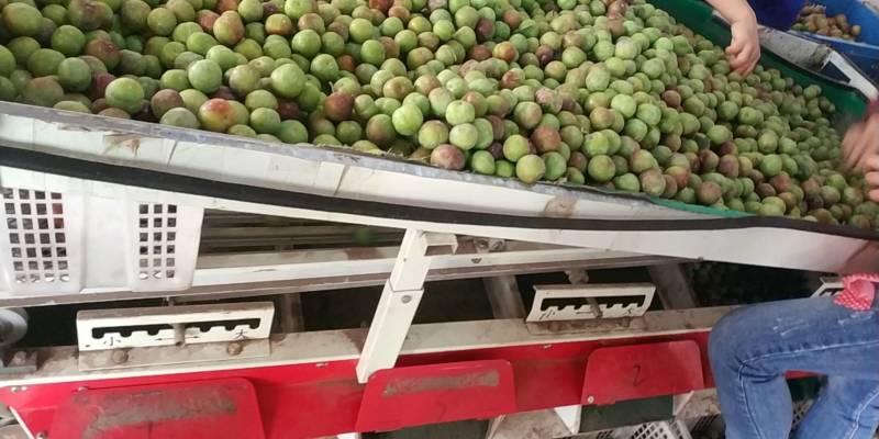 茂县阴红李大量上市了价格合理