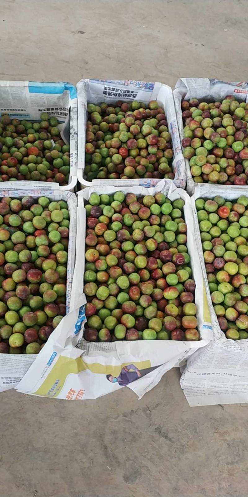 茂县阴红李大量上市了价格合理
