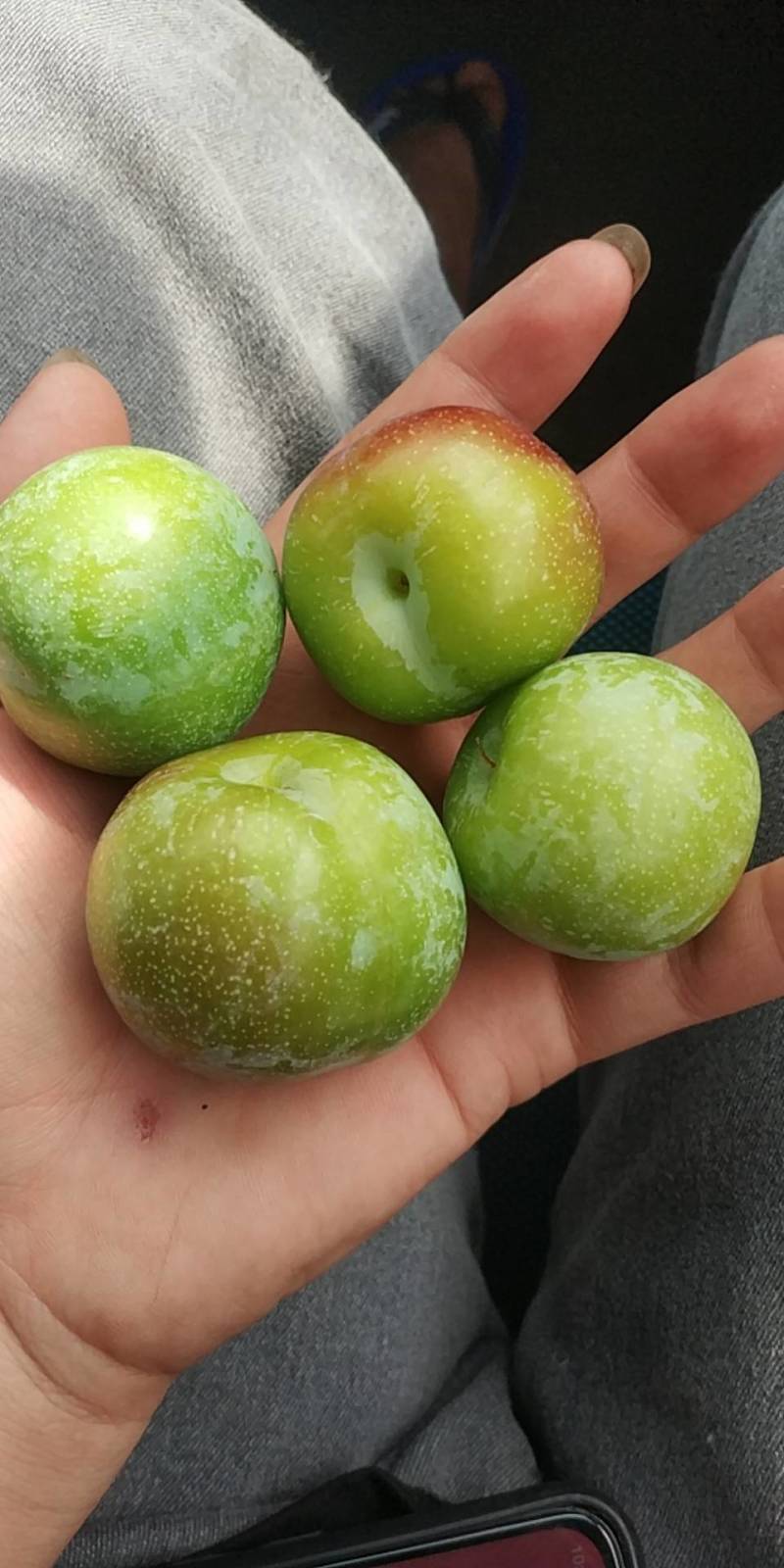 茂县阴红李大量上市了价格合理