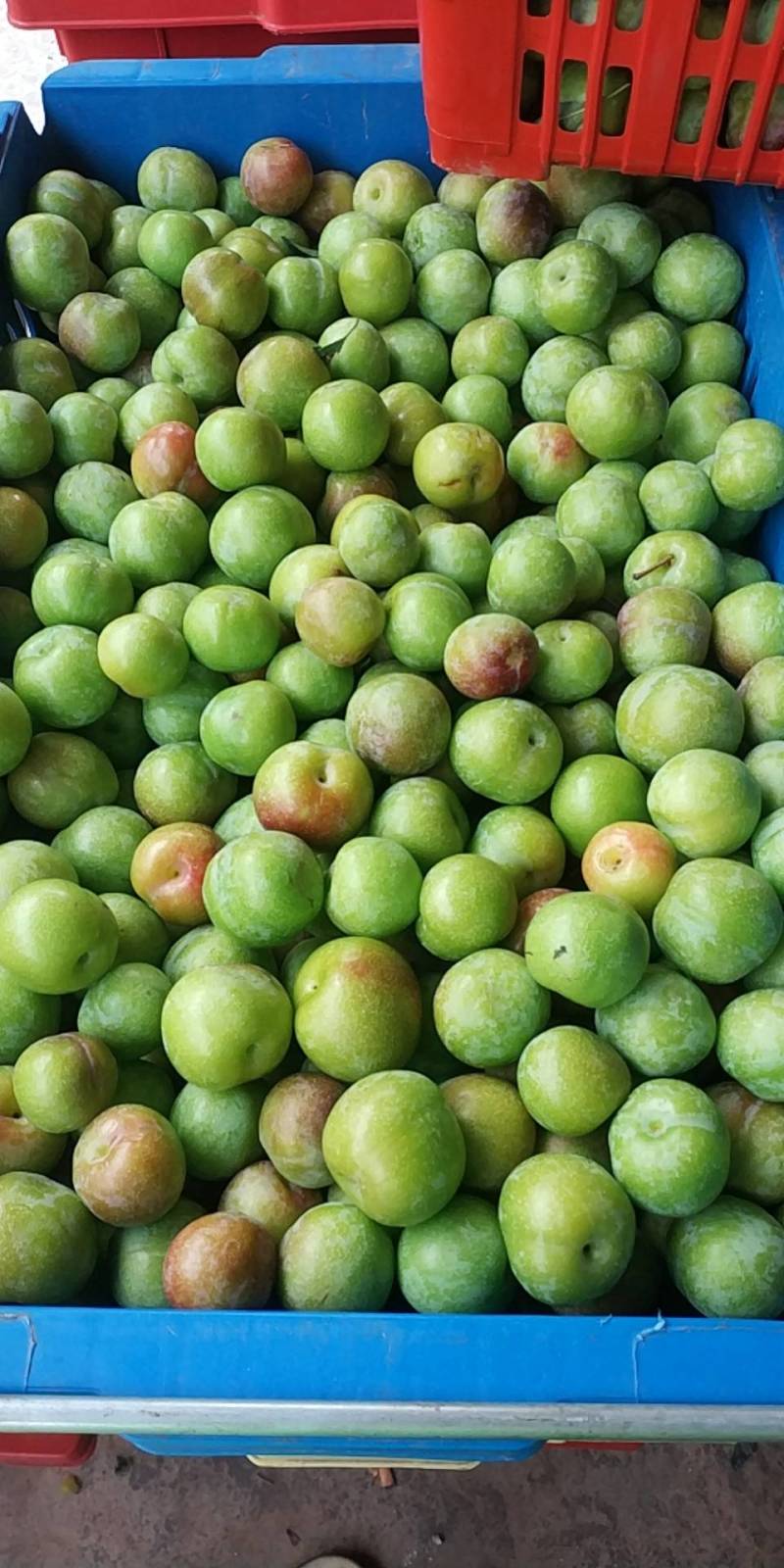 茂县阴红李大量上市了价格合理