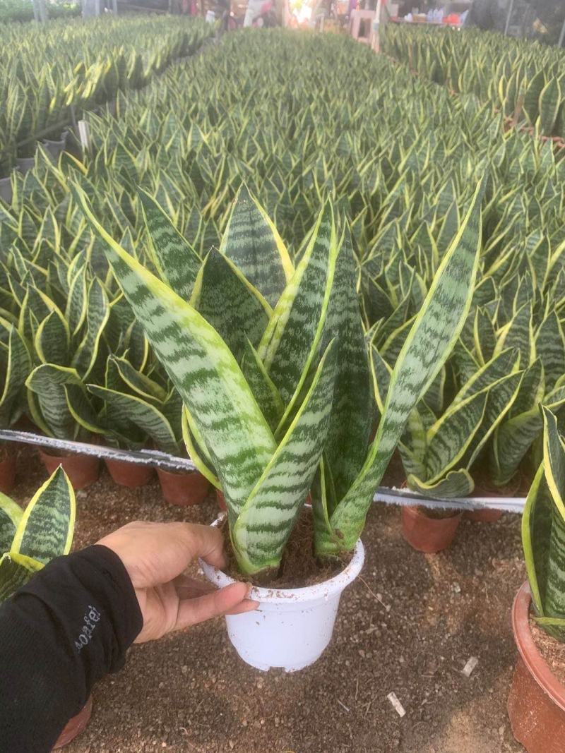 虎皮兰矮脚品种3棵组合各种规格齐全基地批发价