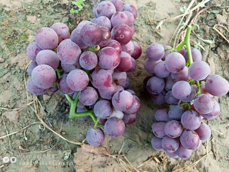 广宗县精品巨峰葡萄大量上市串大颗粒大口感好