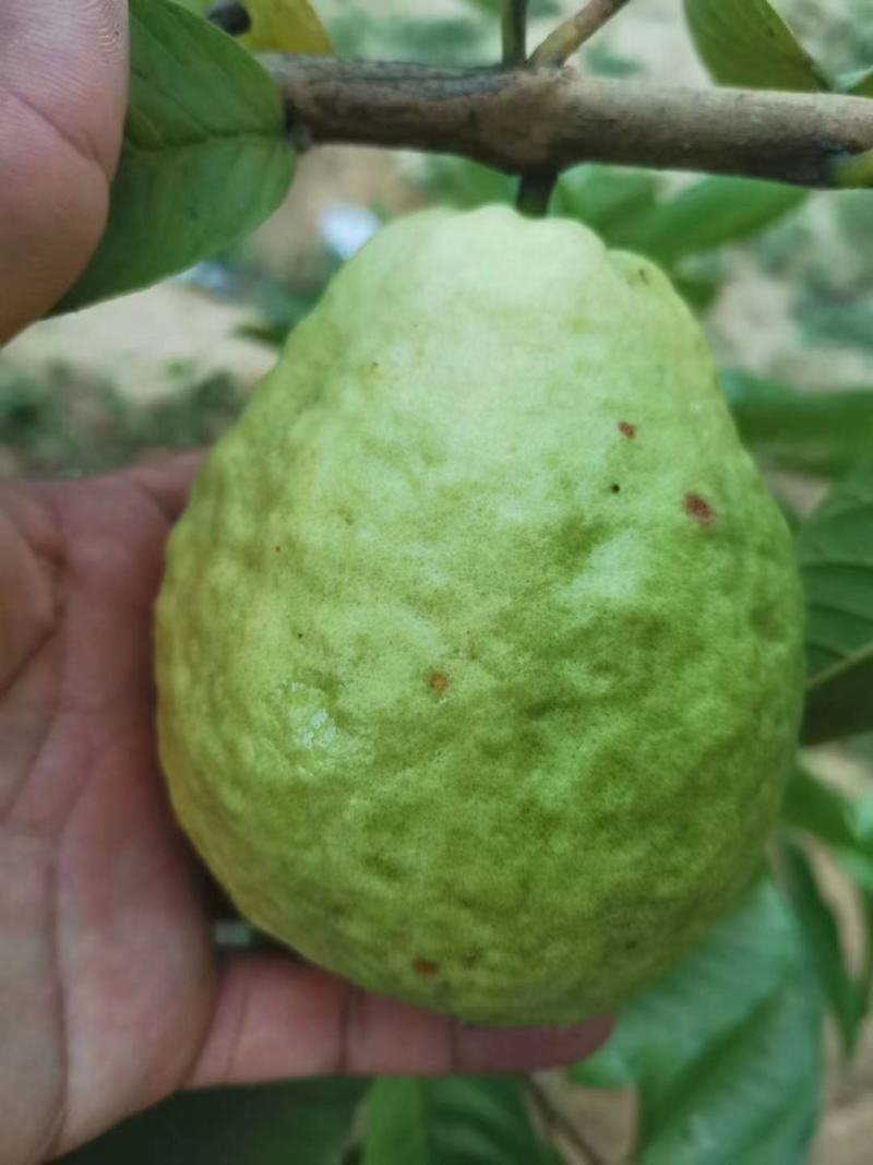 高产红心无籽芭乐苗，红宝石芭乐苗，番石榴苗
