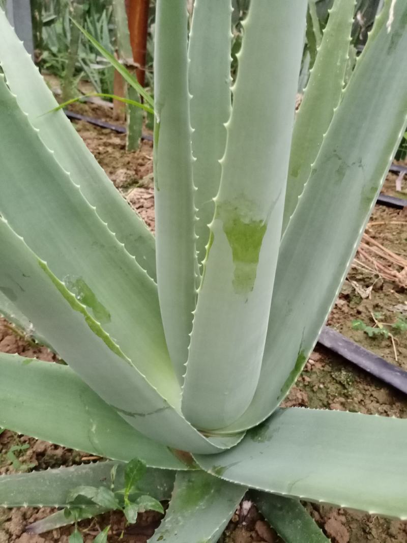 大，小颗库拉索，库拉索芦荟苗