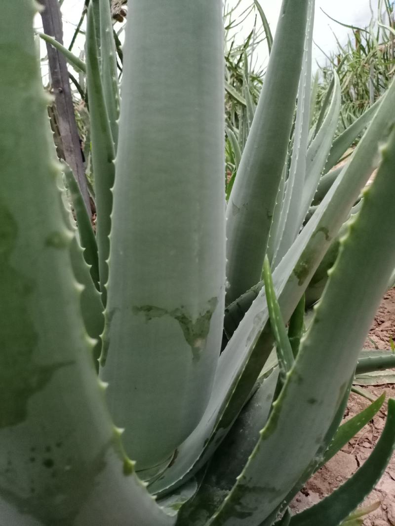 大，小颗库拉索，库拉索芦荟苗