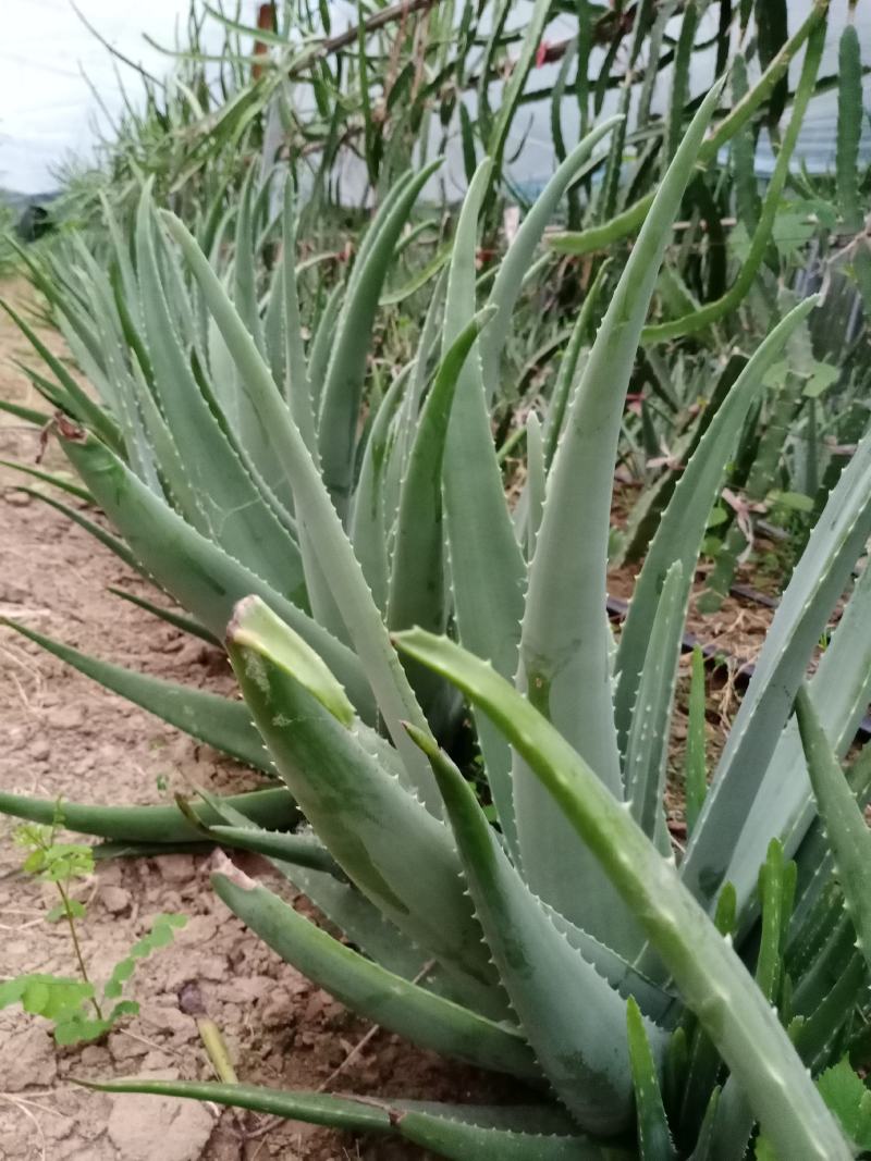 大，小颗库拉索，库拉索芦荟苗