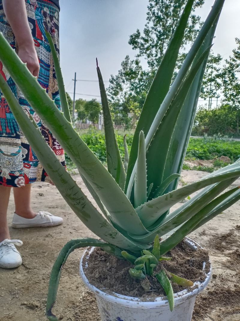 大，小颗库拉索，库拉索芦荟苗