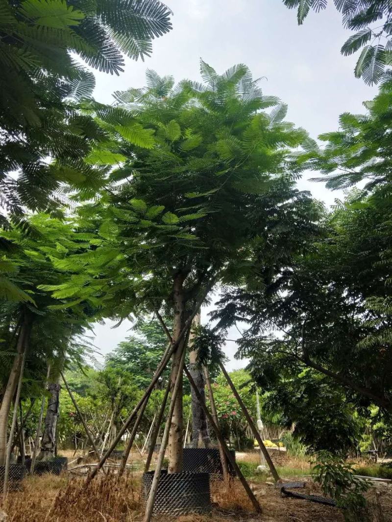 凤凰木红花楹福建基地10-35公分地苗移植苗