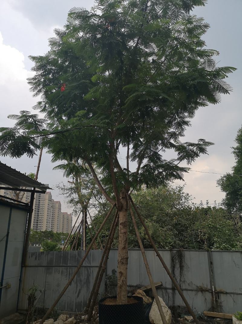 凤凰木红花楹福建基地10-35公分地苗移植苗