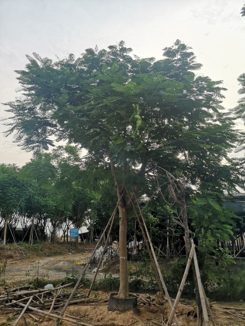 凤凰木红花楹福建基地10-35公分地苗移植苗