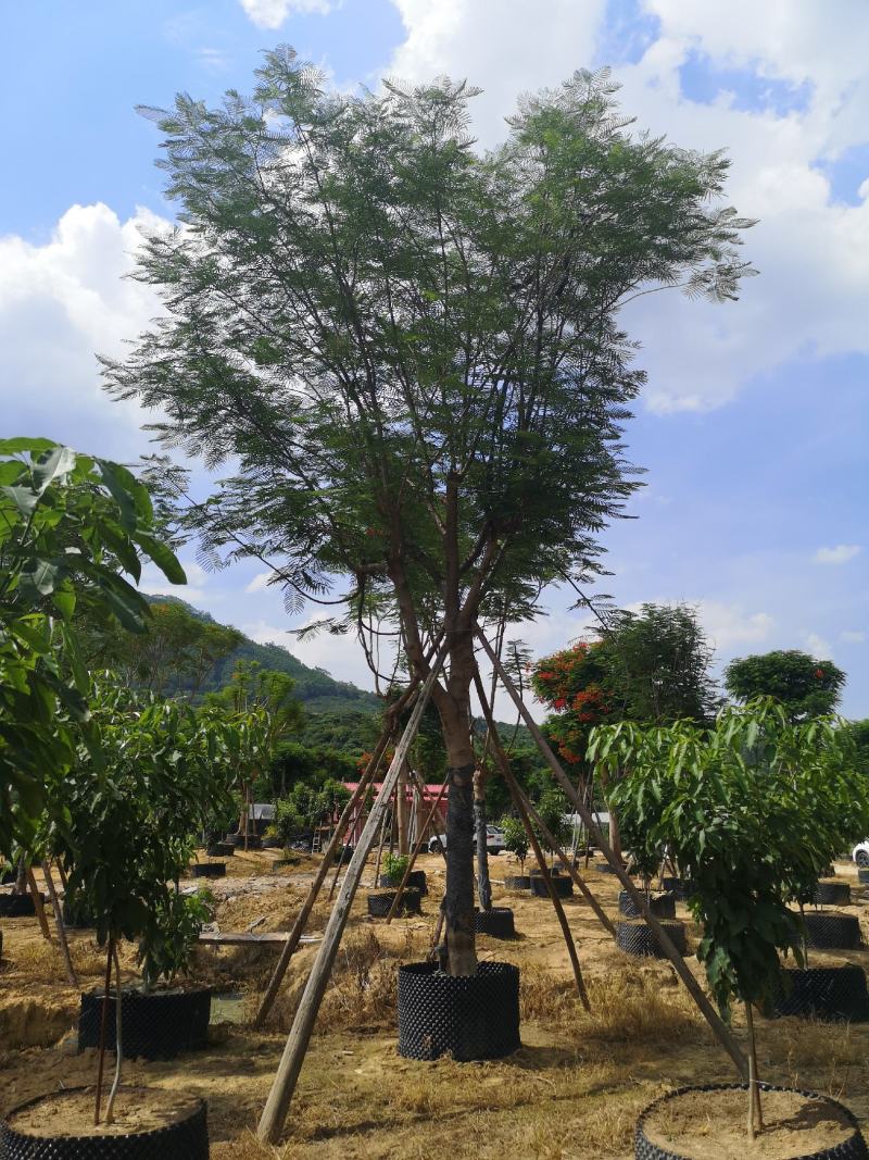 凤凰木红花楹福建基地10-35公分地苗移植苗