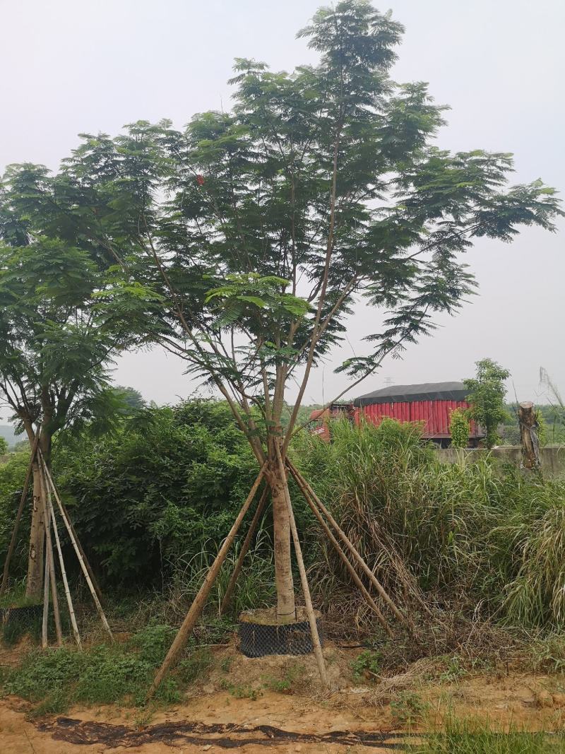 凤凰木红花楹福建基地10-35公分地苗移植苗