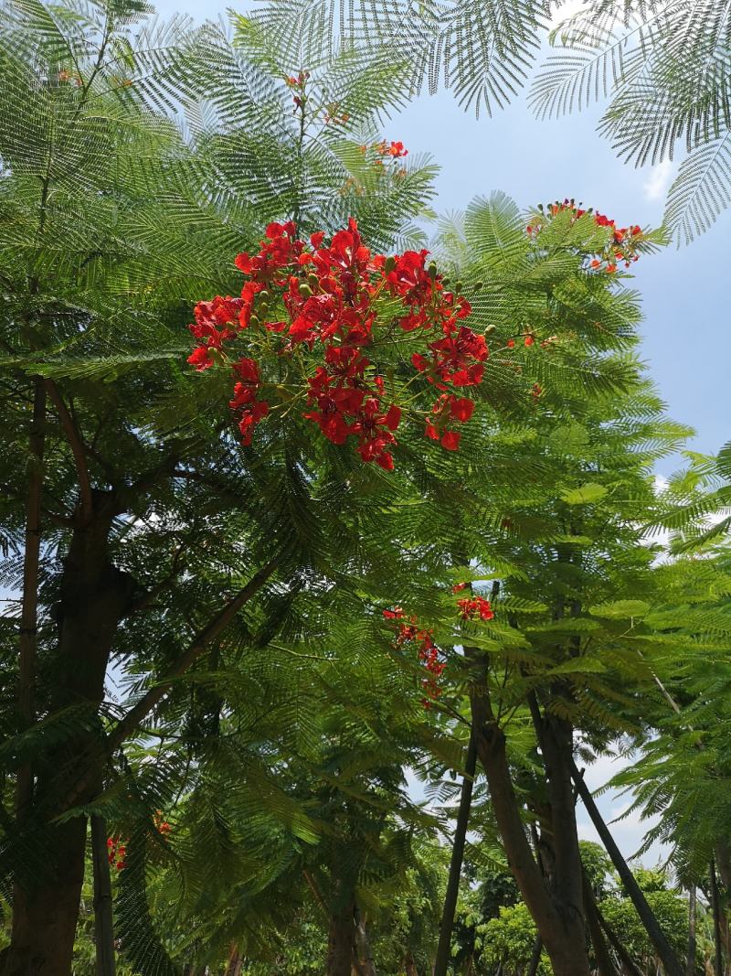 凤凰木红花楹福建基地10-35公分地苗移植苗