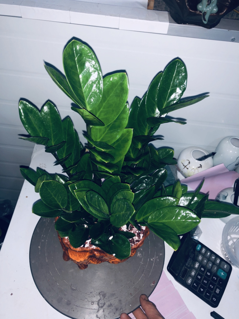 坚持~组合金钱树，特级……