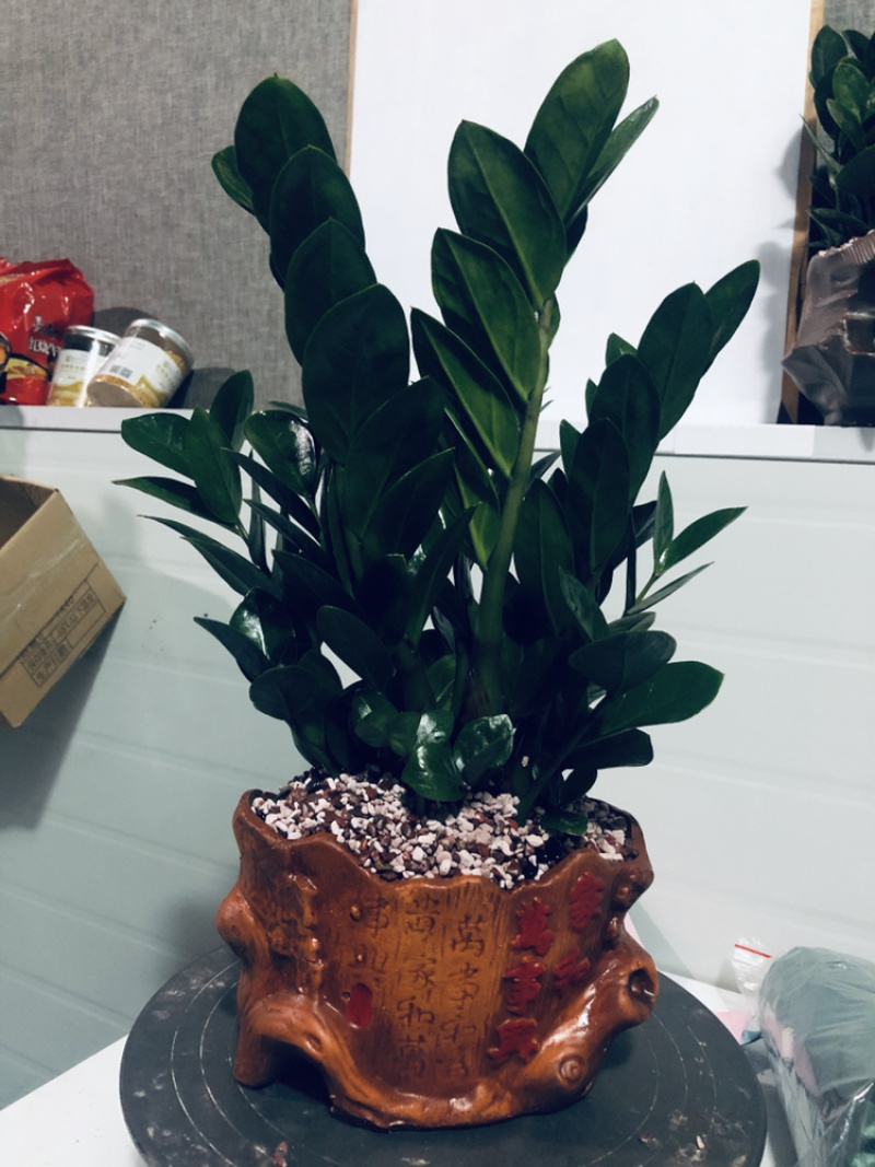 坚持~组合金钱树，特级……