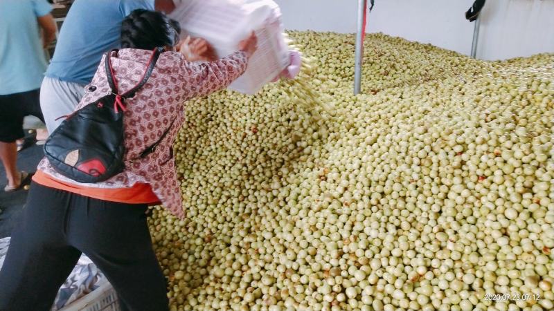 云南冬枣成熟大上市，甜度24，皮薄，口感清脆。