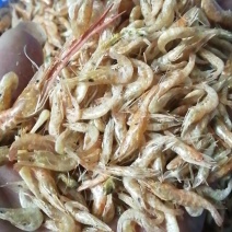 正宗本地水库原生态河虾