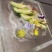 霸王花