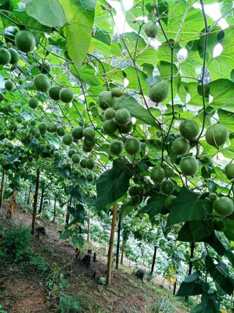 罗汉果，传统烘烤果，独立包装干净卫生，产地批发保质保量
