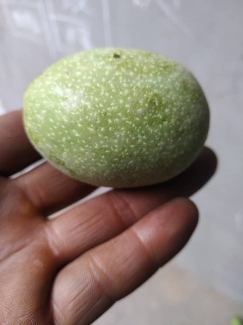 青皮核桃去皮青皮3/5/9斤当季新鲜坚果核桃