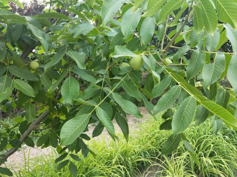 青皮核桃去皮青皮3/5/9斤当季新鲜坚果核桃