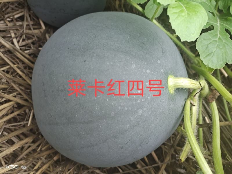 亳州黑皮无籽西瓜大量上市，口感好，瓜瓤大红