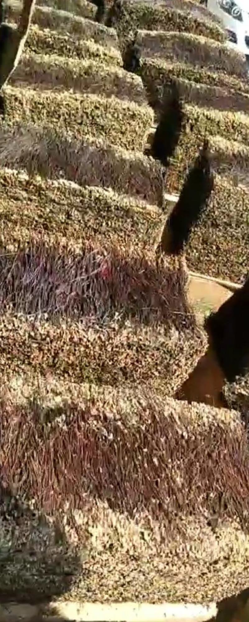 东北优质特级新鲜蕨菜干20斤一箱天然泡发率高天然生北朝