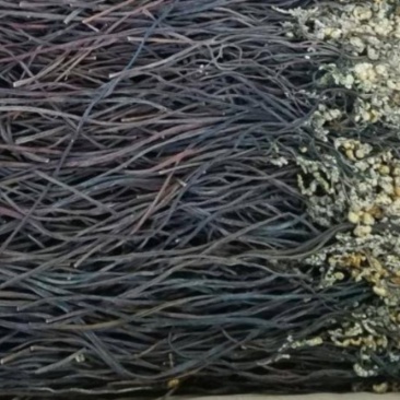 东北优质特级新鲜蕨菜干20斤一箱天然泡发率高天然生北朝