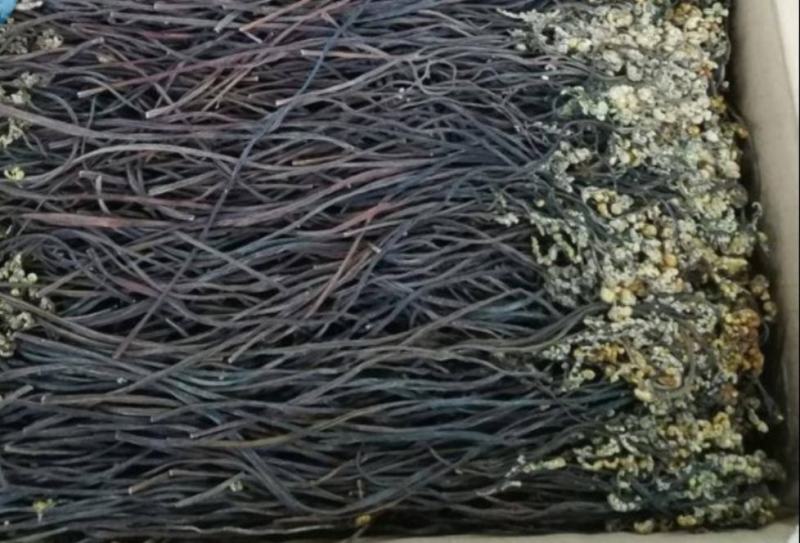 东北优质特级新鲜蕨菜干20斤一箱天然泡发率高天然生北朝