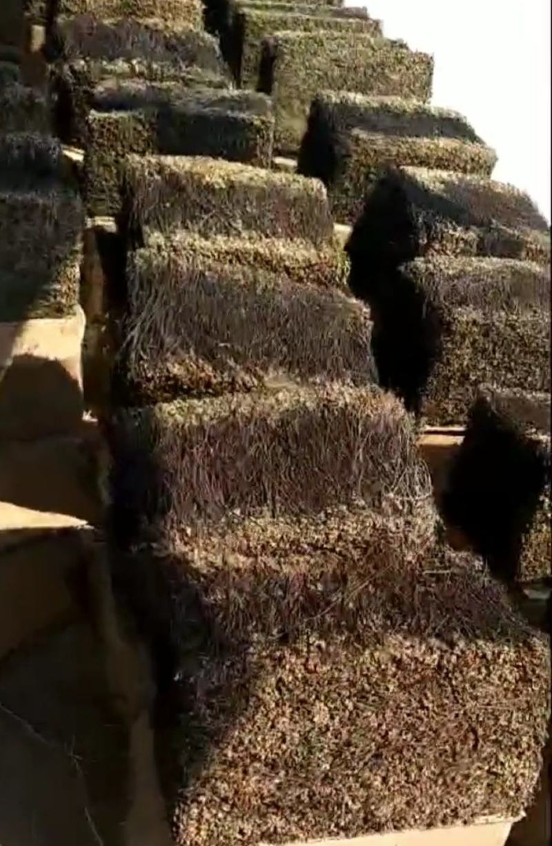 东北优质特级新鲜蕨菜干20斤一箱天然泡发率高天然生北朝