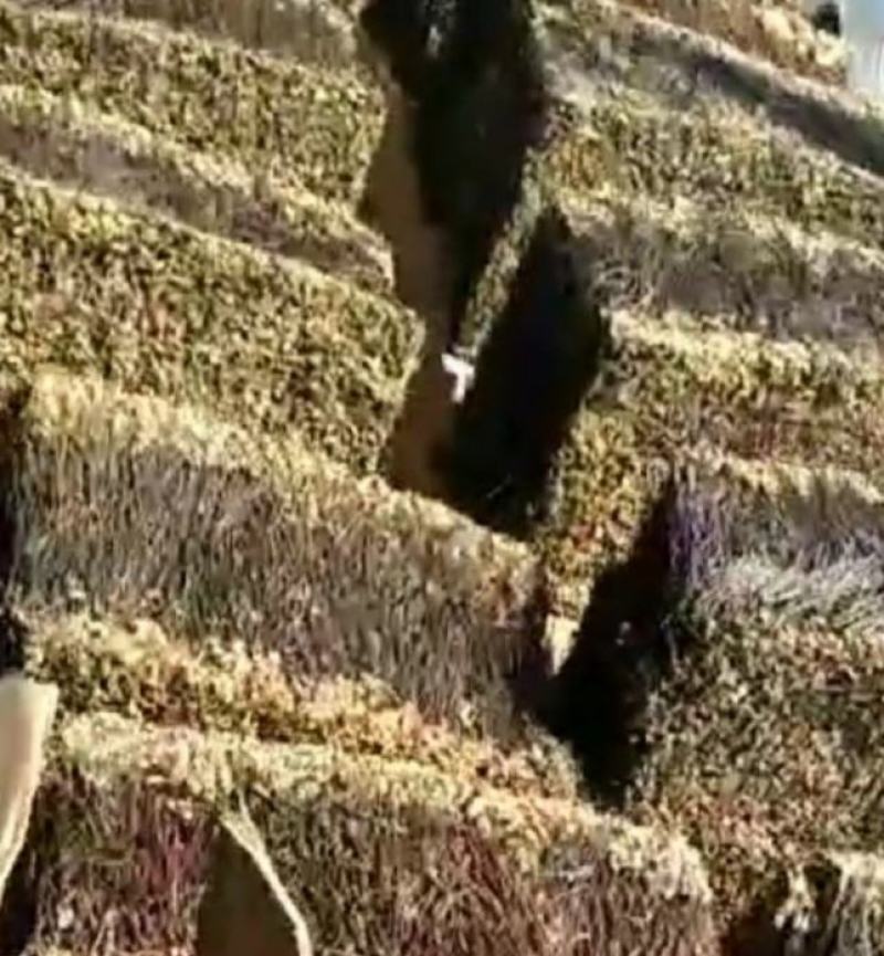 东北优质特级新鲜蕨菜干20斤一箱天然泡发率高天然生北朝