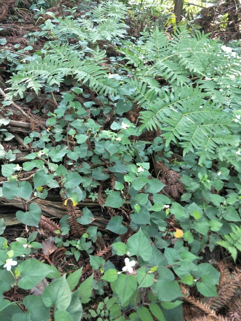 大深山里野生鱼腥草干货