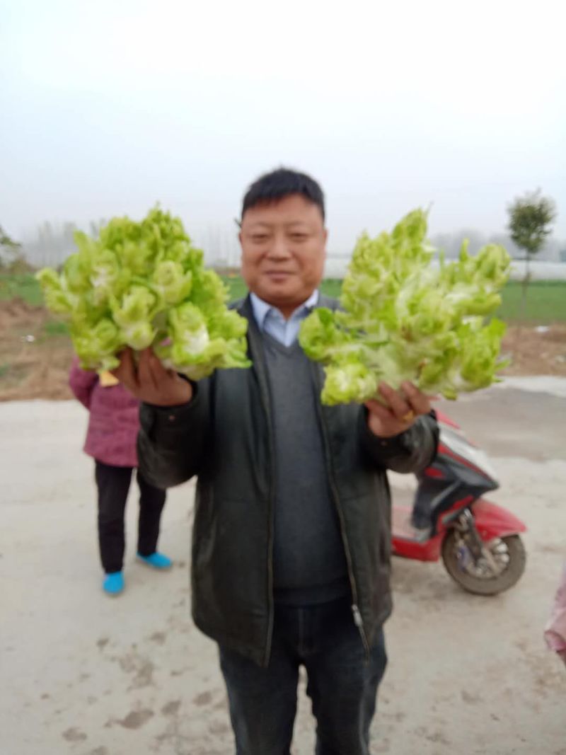 儿菜娃娃菜，抱子芥，娃娃籽，基地直供，可直采，代发，