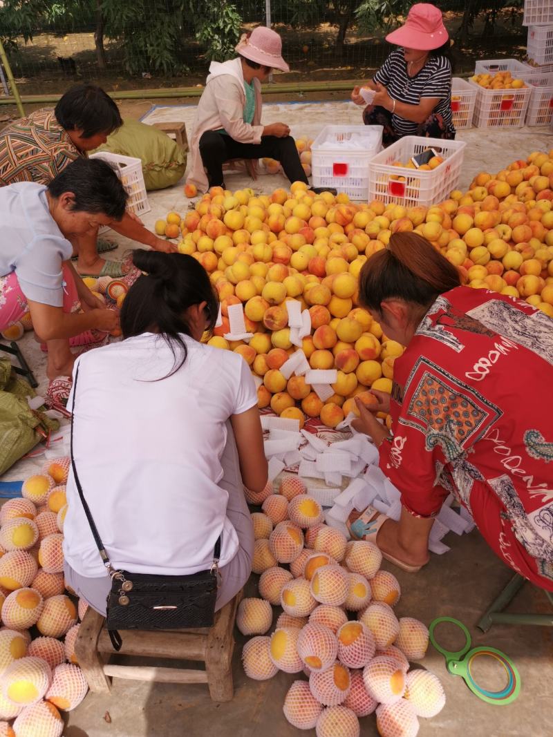 黄桃黄金密三号产地直发一手货源对接各大批发商电商