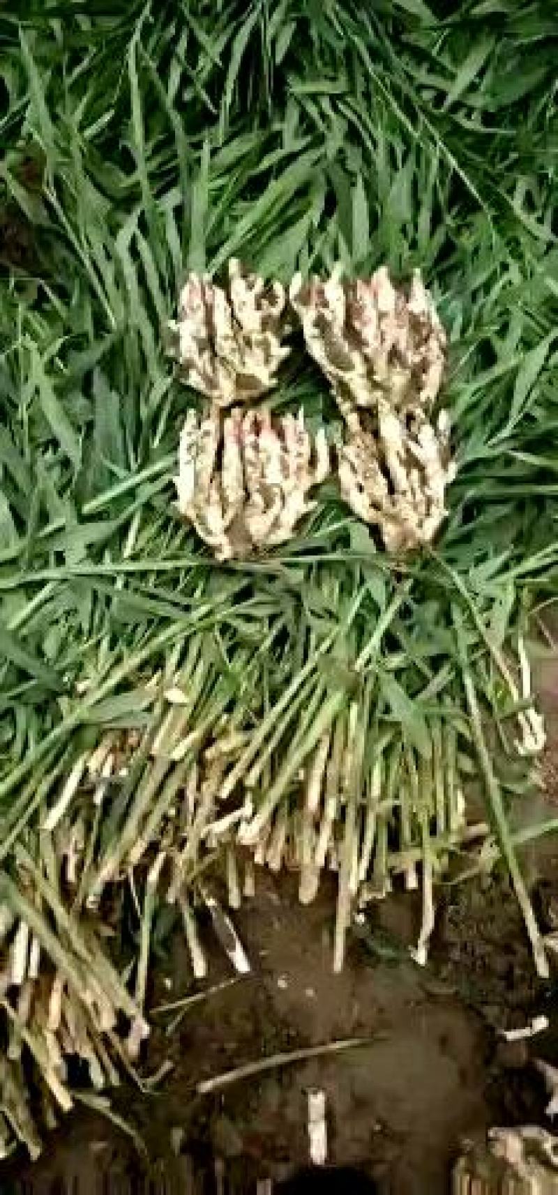 【精选】山东小黄姜，大量现货，产地直发，品质保证，欢迎选购