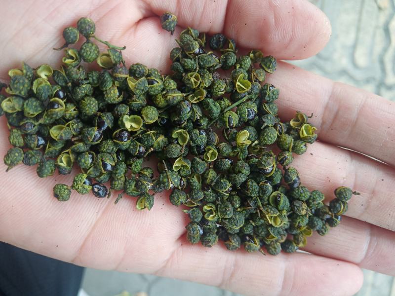 重庆青花椒一级干货